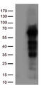 Interferon Regulatory Factor 3 antibody, TA809316S, Origene, Western Blot image 
