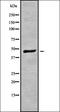 Ataxin 7 antibody, orb338029, Biorbyt, Western Blot image 