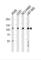 Zinc Finger Protein 41 antibody, abx029632, Abbexa, Western Blot image 
