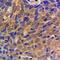 Catenin Beta 1 antibody, orb213801, Biorbyt, Immunohistochemistry paraffin image 