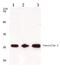 Caveolin 1 antibody, AP06040PU-N, Origene, Western Blot image 
