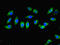 Caspase Recruitment Domain Family Member 10 antibody, LS-C379560, Lifespan Biosciences, Immunofluorescence image 