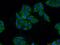 DET1 And DDB1 Associated 1 antibody, 14995-1-AP, Proteintech Group, Immunofluorescence image 