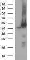 Mitogen-Activated Protein Kinase Kinase 1 antibody, TA506033, Origene, Western Blot image 
