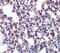 B Cell Receptor Associated Protein 31 antibody, PA5-20199, Invitrogen Antibodies, Immunohistochemistry frozen image 