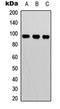 BCL6 Transcription Repressor antibody, orb315757, Biorbyt, Western Blot image 
