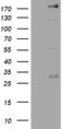 Pw1 antibody, NBP2-46379, Novus Biologicals, Western Blot image 