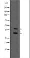 Human immunodeficiency virus type I enhancer-binding protein 2 homolog antibody, orb335210, Biorbyt, Western Blot image 