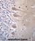 Zinc Finger Protein 764 antibody, abx027372, Abbexa, Western Blot image 