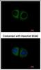 Mitochondrial Ribosomal Protein S10 antibody, NBP2-19409, Novus Biologicals, Immunocytochemistry image 