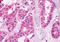 Xenotropic And Polytropic Retrovirus Receptor 1 antibody, MBS243868, MyBioSource, Immunohistochemistry frozen image 