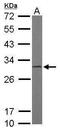 F-actin-capping protein subunit beta antibody, TA308374, Origene, Western Blot image 