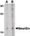 Neuritin 1 antibody, orb86733, Biorbyt, Western Blot image 