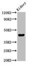 ELL Associated Factor 2 antibody, LS-C677751, Lifespan Biosciences, Western Blot image 
