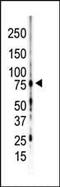 Protein kinase C gamma type antibody, PA5-13747, Invitrogen Antibodies, Western Blot image 