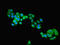 C9orf72-SMCR8 Complex Subunit antibody, orb35551, Biorbyt, Immunofluorescence image 