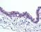 IL-6 antibody, TA341223, Origene, Immunohistochemistry frozen image 