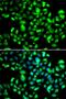 Guanylate Binding Protein 1 antibody, PA5-77063, Invitrogen Antibodies, Immunofluorescence image 