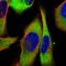 Crystallin Zeta antibody, HPA021921, Atlas Antibodies, Immunofluorescence image 