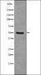 Y-Box Binding Protein 1 antibody, orb336185, Biorbyt, Western Blot image 