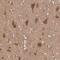 Glia Maturation Factor Beta antibody, NBP1-89755, Novus Biologicals, Immunohistochemistry paraffin image 