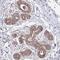 Mitochondrial Ribosomal Protein L17 antibody, HPA050552, Atlas Antibodies, Immunohistochemistry frozen image 