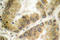 Histone Deacetylase 7 antibody, LS-C176061, Lifespan Biosciences, Immunohistochemistry frozen image 