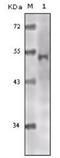 Histone acetyltransferase KAT5 antibody, NB110-87055, Novus Biologicals, Western Blot image 
