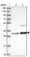 Steroid Receptor RNA Activator 1 antibody, PA5-60770, Invitrogen Antibodies, Western Blot image 