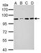 SEL1L Family Member 3 antibody, NBP2-20288, Novus Biologicals, Western Blot image 