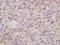 PYD And CARD Domain Containing antibody, orb100371, Biorbyt, Immunohistochemistry paraffin image 