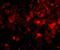 SLIK3 antibody, NBP2-81808, Novus Biologicals, Immunofluorescence image 