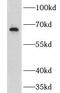 G Protein-Coupled Receptor Kinase 6 antibody, FNab03656, FineTest, Western Blot image 