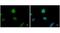ENY2 Transcription And Export Complex 2 Subunit antibody, NBP2-43547, Novus Biologicals, Immunocytochemistry image 