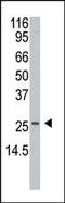 Aph-1 Homolog A, Gamma-Secretase Subunit antibody, PA5-13316, Invitrogen Antibodies, Western Blot image 