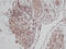 Transforming Growth Factor Alpha antibody, PP1070P2, Origene, Immunohistochemistry frozen image 