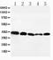 C-C Motif Chemokine Receptor 10 antibody, PA1491, Boster Biological Technology, Western Blot image 