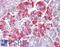Ret Proto-Oncogene antibody, LS-C162547, Lifespan Biosciences, Immunohistochemistry frozen image 