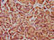 FERM domain-containing protein 7 antibody, LS-C680502, Lifespan Biosciences, Immunohistochemistry paraffin image 