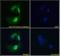 Protein Phosphatase 1 Regulatory Subunit 15A antibody, orb18304, Biorbyt, Immunofluorescence image 