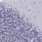 LXR beta antibody, NBP2-33801, Novus Biologicals, Immunohistochemistry frozen image 