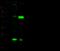 Retinol Binding Protein 4 antibody, 50170-RP02, Sino Biological, Western Blot image 