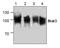 STAT3 antibody, AHP2350, Bio-Rad (formerly AbD Serotec) , Western Blot image 