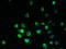 ARV1 Homolog, Fatty Acid Homeostasis Modulator antibody, orb351481, Biorbyt, Immunofluorescence image 