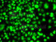Protein C-ets-2 antibody, A7329, ABclonal Technology, Immunofluorescence image 