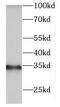 Deoxyribonuclease 1 Like 3 antibody, FNab02476, FineTest, Western Blot image 
