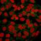 Catenin Beta 1 antibody, AE00114, Aeonian Biotech, Immunocytochemistry image 