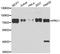 Protein Regulator Of Cytokinesis 1 antibody, orb247750, Biorbyt, Western Blot image 