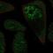 Ribosomal Protein L3 Like antibody, PA5-61891, Invitrogen Antibodies, Immunofluorescence image 