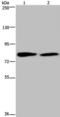 Taxilin Alpha antibody, PA5-50431, Invitrogen Antibodies, Western Blot image 